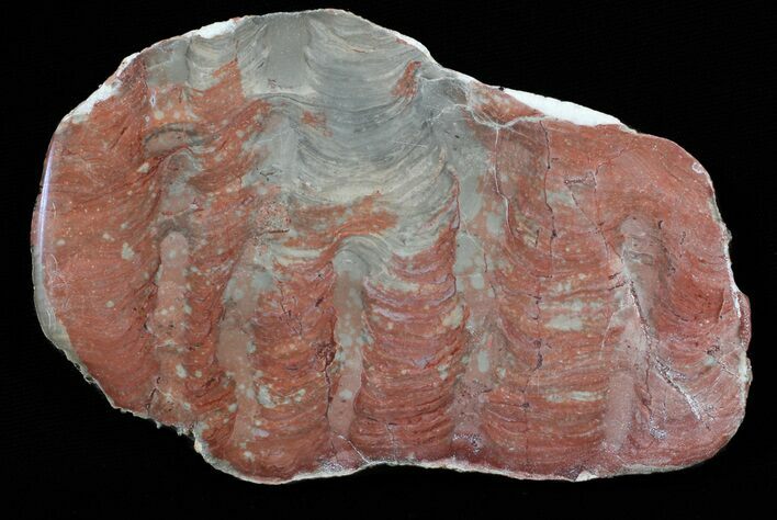 Polished Inzeria Stromatolite - Alice Springs, Australia #62637